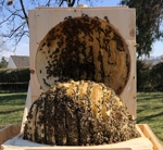 Bienenkugel geffnet