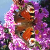 Copyright  Elisabeth Grlich